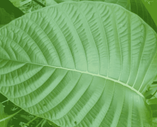daun-menyirip-6502674-8697731-png