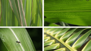 daun-sejajar-7027617-8921640-png