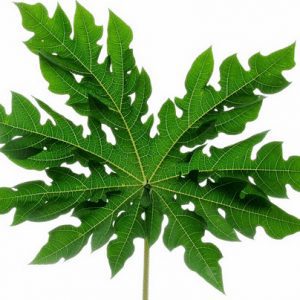 daun1-300x300-8978792