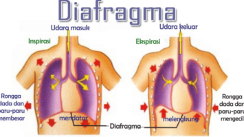 diafragma-7892938-7316675-png