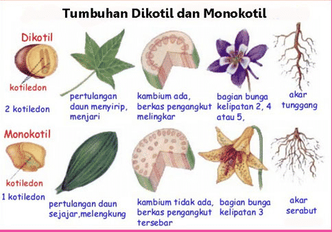 dikotil-1-4175319