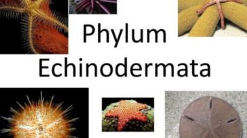 echinodermata-5665922-4783263-jpg