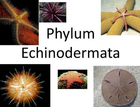 echinodermata-5665922-4783263-jpg