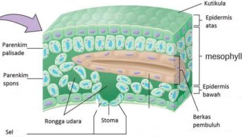 epidermis-1-9043665-4391467-jpg