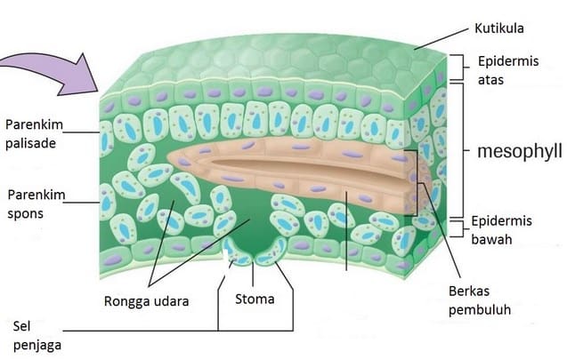 epidermis-1-9043665-4391467-jpg