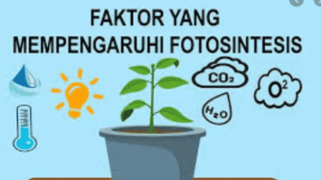 faktor-yang-mempengaruhi-fotosintesis-6455298-6473871-png