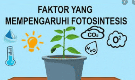 faktor-yang-mempengaruhi-fotosintesis-6455298-6473871-png