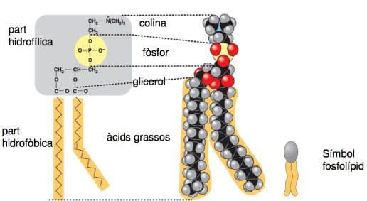 fospolipid-2064551