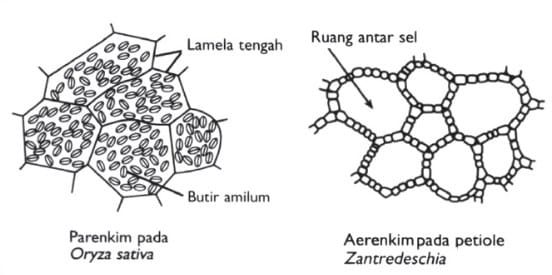 fungsi-jaringan-dasar-6899186