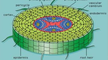 fungsi-jaringan-epidermis-1527713-8180225-jpg