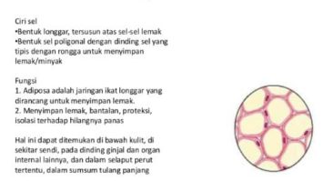 fungsi-jaringan-lemak-2930856-3447879-jpg