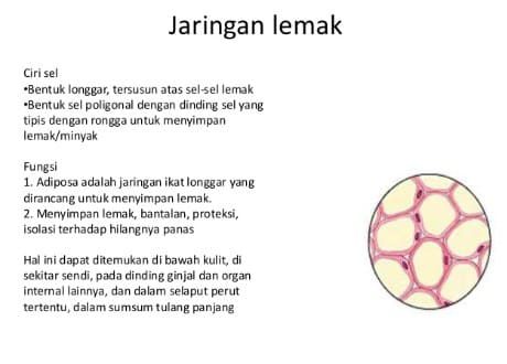 fungsi-jaringan-lemak-6237986