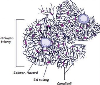fungsi-jaringan-tulang-3678027