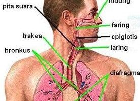 fungsi-organ-pernapasan-6212438-3523326-jpg