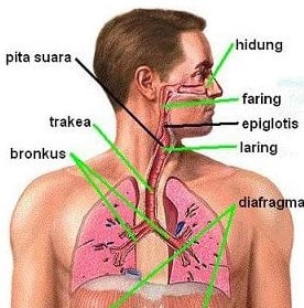 fungsi-organ-pernapasan-6212438-3523326-jpg