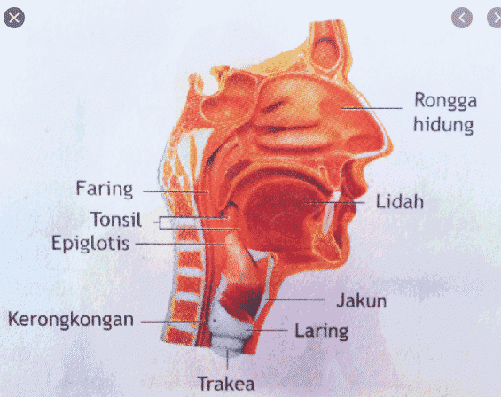 gambar-faring-2658580