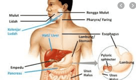 gambar-sistem-pencernaan-4386239