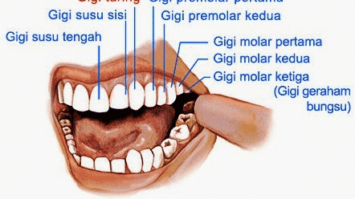 gigi-1-1797088-2943602-png