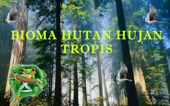 hutan-tropis-5248364-5057573-jpg