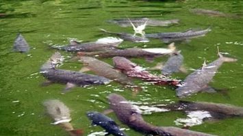 ikan-sakti-sungai-janiah-3600811-3266219-jpg