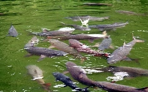ikan-sakti-sungai-janiah-3600811-3266219-jpg