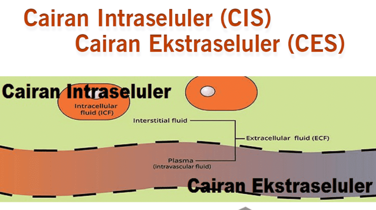 intraseluler-dan-ekstraseluler-5520933-1755913-png