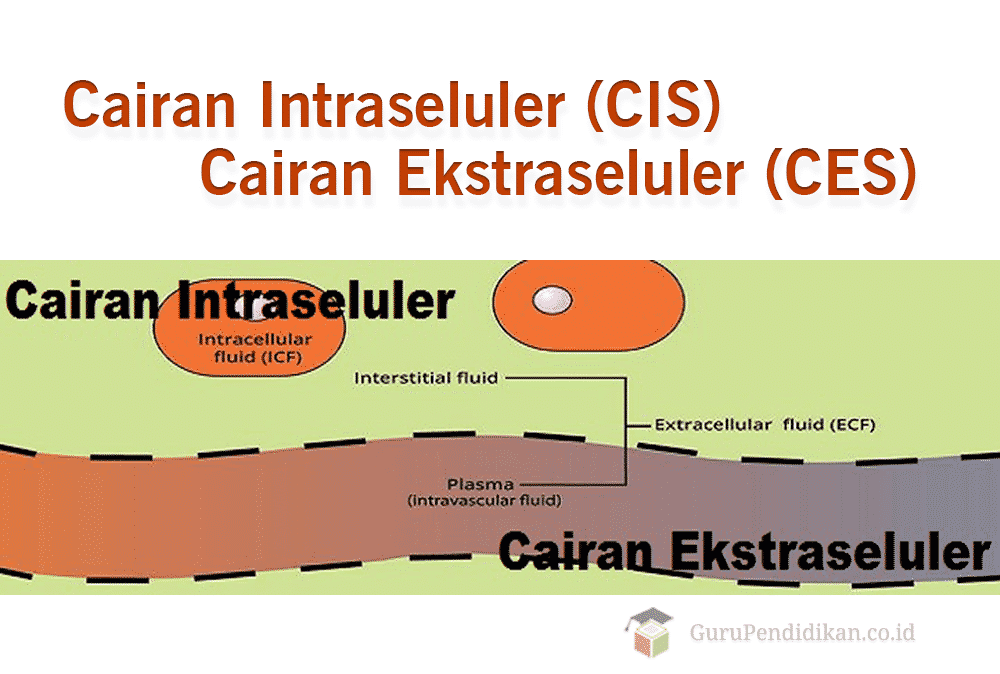 intraseluler-dan-ekstraseluler-5768548