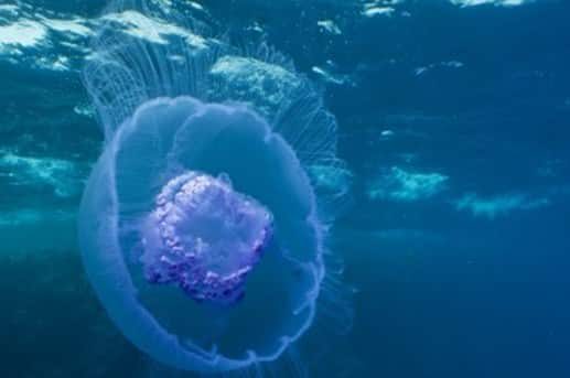 invertebrata-ubur-4834898