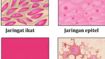 jaringan-hewan-6479320-5361440-jpg