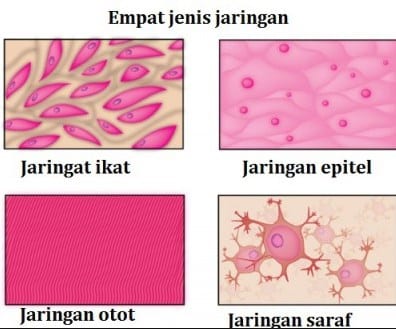 jaringan-hewan-6479320-5361440-jpg