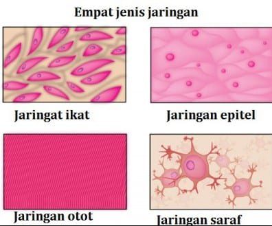 jaringan-hewan-9869097