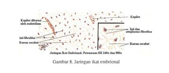 jaringan-ikat-embrional-6846865