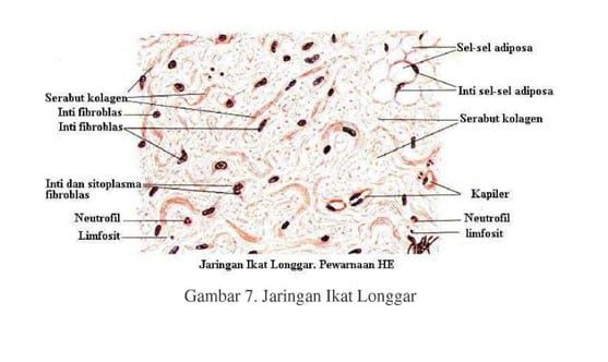 jaringan-ikat-longgar-6486839