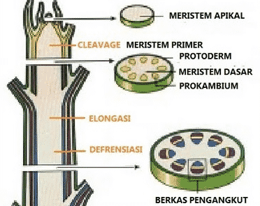 jaringan-meristem-4465781