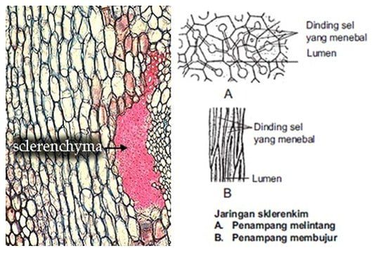 jaringan-sklerenkim-7060401