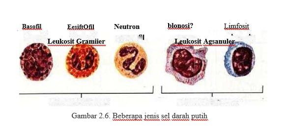 jenis-sel-darah-putih-2246282