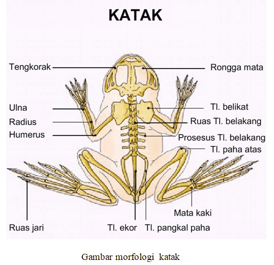 katak-8932506