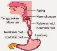 kerongkongan-6222747-2947427-jpg