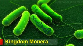 kingdom-monera-3470376-6416080-jpg