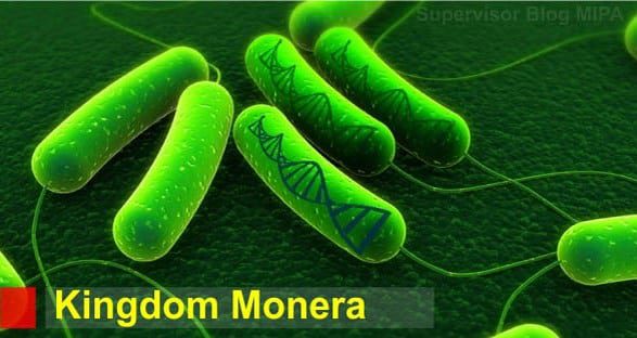 kingdom-monera-7751146