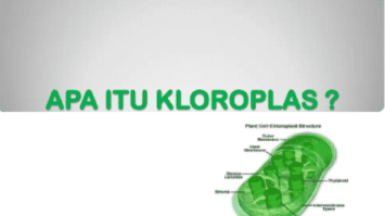 kloroplas-6319860-2233738-png