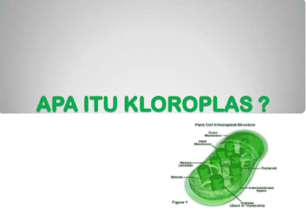 kloroplas-8553839