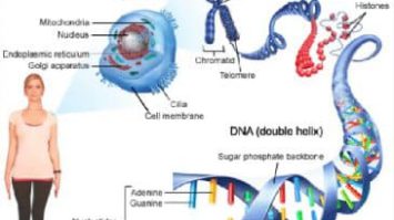 kromosom1-1125719-3655791-jpg