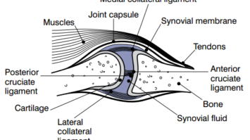 ligamen-2665408-6959393-png
