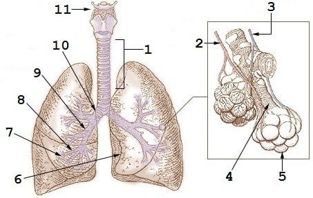 lung-volume-9703033