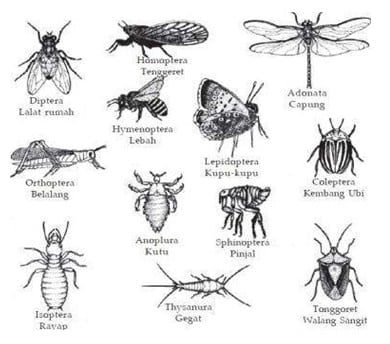 macam-insekta-7589065