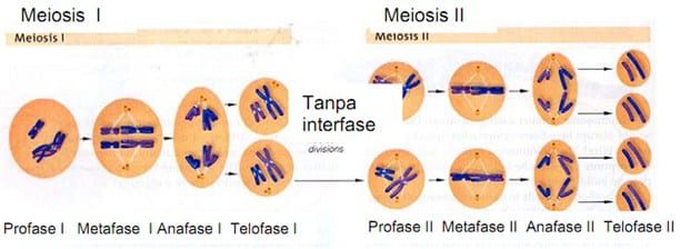 meosis-3239731