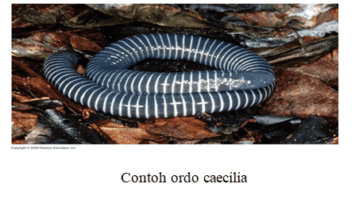 ordo-3110482-4346290-png