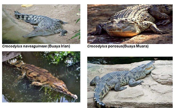 ordo-crocodilia-1236474