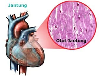 otot-7720310-4353903-jpg